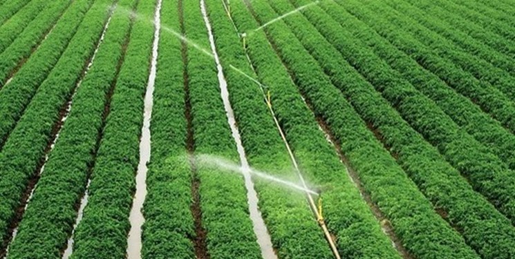 سیاست الگوی کشت در 50 سال گذشته اجرا نشده است