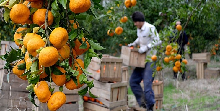قیمت خرید تضمینی نارنگی در مازندران/ هرکیلو 7500 تومان