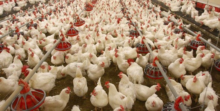 افزایش جوجه‌ریزی طی مهر ماه امسال در مازندران
