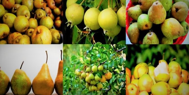 «خوج» بیش از یک میلیارد تومان برای گیلانیان درآمد ایجاد کرد
