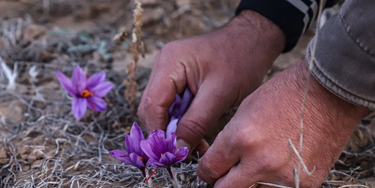 بارش‌های چند روز گذشته 240 میلیارد ریال به زعفران کاران آزادشهری خسارت زد