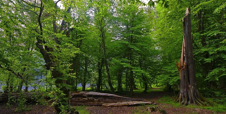 دست کوتاه جنگل‌خواران در گلستان/ 23 هکتار از جنگل‌های هیرکانی به منابع طبیعی بازگردانده شد