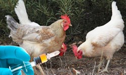 خبر خوب|مازندران عاری از آنفلوآنزای فوق حاد پرندگان