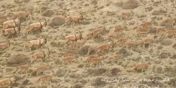 تلفات طاعون کل‌بز وحشی در مازندران 57 راس رسید