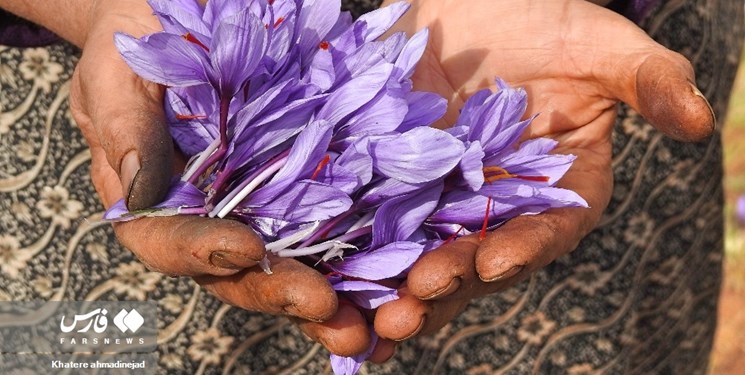 برداشت 11 میلیاردی زعفران ارگانیک در گیلان + عکس