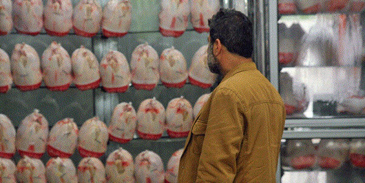 افزایش  10 درصدی تولید مرغ در مازندران