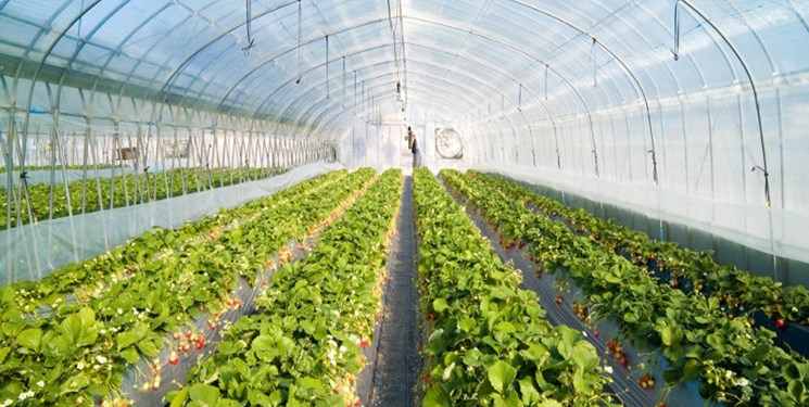 نابودی بیکاری با رویش سبز گل و گیاه یک روستازاده/ سنگ بنای سبز اشتغال