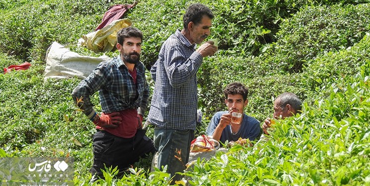 آمادگی دیوان محاسبات گیلان برای کمک به توسعه چای در گیلان