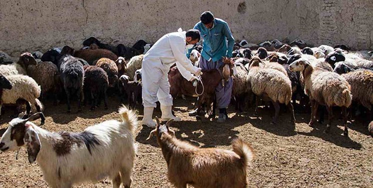 ویزیت رایگان  1520 راس دام در مناطق محروم گنبد کاووس