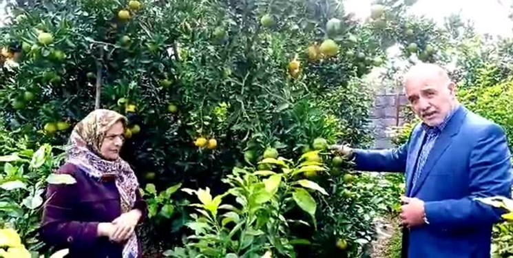 20 هزار نهالی که با برکت پیوند می‌خورند