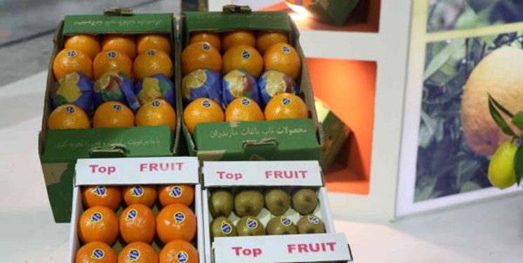 قیمت خرید پرتقال در باغ افزایش یابد/ راه‌اندازی مراکز فروش مرکبات و کیوی در غرب مازندران
