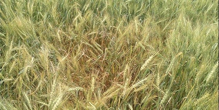 723 هکتار مزارع گندم و جو مازندران مبارزه با آفت شد