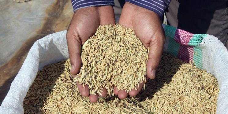 توزیع 1750  تن بذر مادری و گواهی شده در گیلان