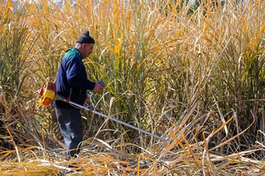 برداشت نیشکر در روستای «کَرچنگ قائم‌شهر»