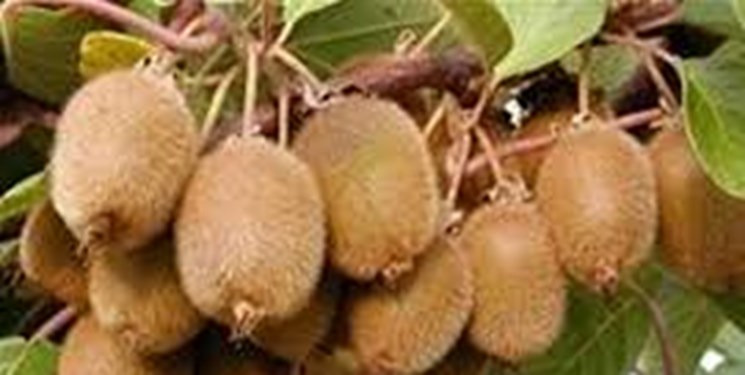 باغداران مبارزه زمستانه با آفت سپردار کیوی را جدی بگیرند