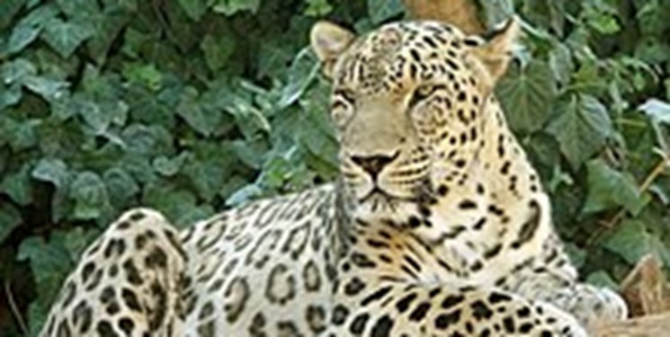 مشاهد چندباره پلنگ در گیلان +فیلم
