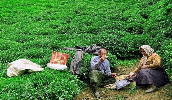 فیلم| وام 350 میلیونی 4 درصد به چایکاران پرداخت می‌شود/ تلاش جهت استخدام ناظران چای