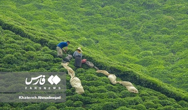 فیلم| ارزآوری بیش از 3 میلیون دلاری در صنعت چای کشور