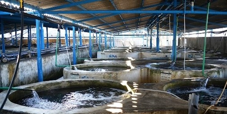 سرمایه گذاری 7400 میلیارد تومانی شیلات مازندران/ صادرات 20 میلیون دلاری حوزه آبزی پروری استان