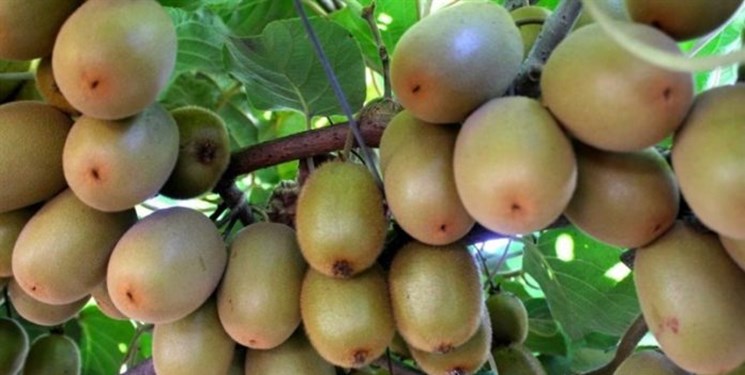 رونق صادرات کیوی از گیلان