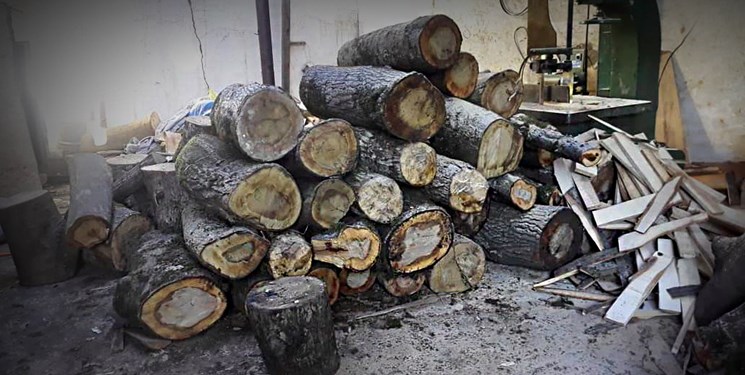 انتقاد از وضعیت قطع بی‌رویه درختان در حوزه منابع طبیعی بابل/ دستگیری  359 نفر از قطع کنندگان غیرمجاز درخت و قاچاقچیان