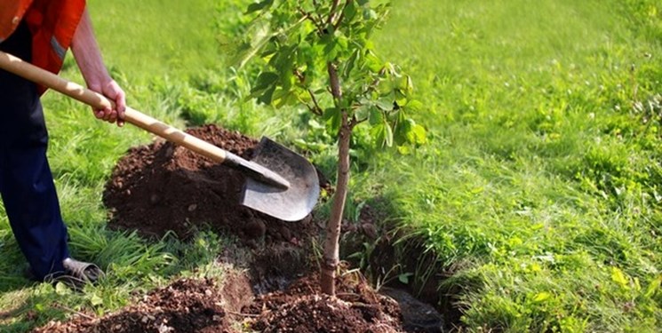 کاشت نهال مثمر و غیرمثمر در طرح مردمی درختکاری در مازندران