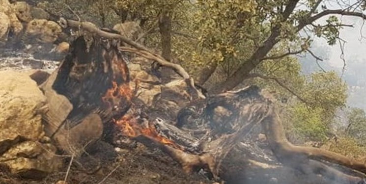 مهار آتش‌سوزی جنگل‌های نوشهر/ 7هزار مترمربع  جنگل در آتش سوخت