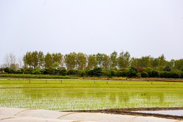 آغاز «نشا مکانیزه برنج» در ساری