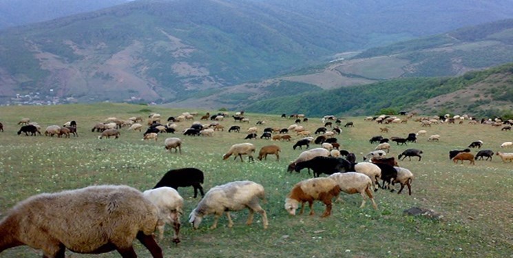 تلاش 250 هزار بهره‌ور دام سبک در مازندران