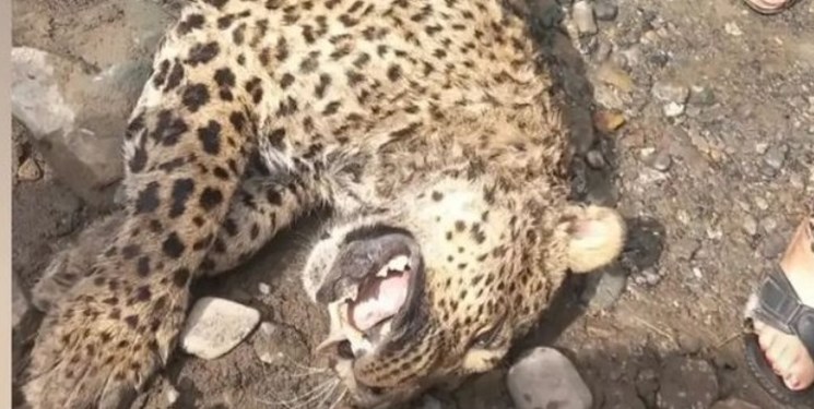 مشاهده لاشه پلنگ در جنگل سه‌هزار تنکابن/  علت مرگ در دست بررسی است