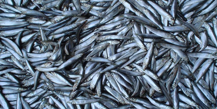 برگزاری 205 برنامه در گیلان هم‌زمان با هفته بسیج کارگری
