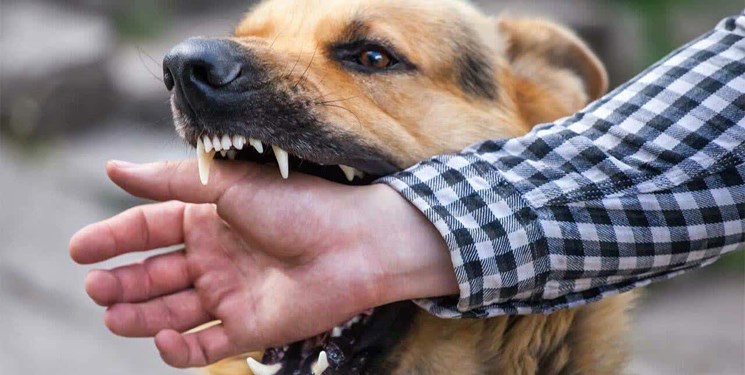 افزایش 8 درصدی مصدومیت ناشی از سگ‌گرفتگی در مازندران