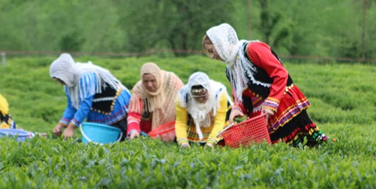خرید بیش از 14 هزارتن برگ سبز چای در گیلان