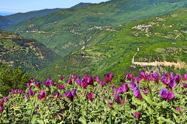 گُل گاوزبانِ  «اِشْکِورات»
