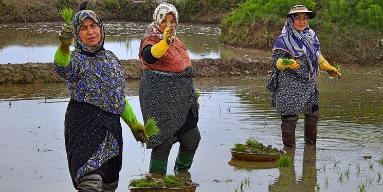 خطر لپتوسپیروز بیخ گوش شالیکاران گیلانی