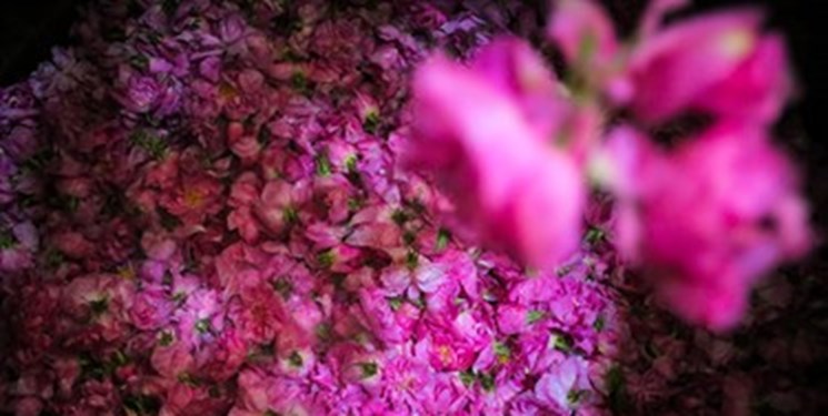 عطر گل‌محمدی در دودانگه پیچید/ روزهای پُرکار برای گل‌کاران