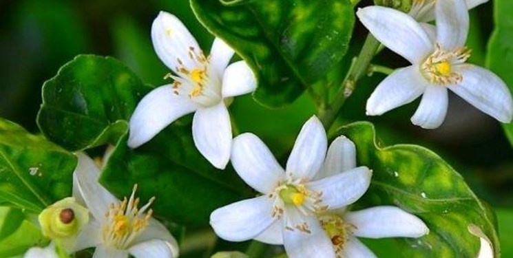 جشنواره ملی بهارنارنج به ایستگاه دوازدهم خودش رسید
