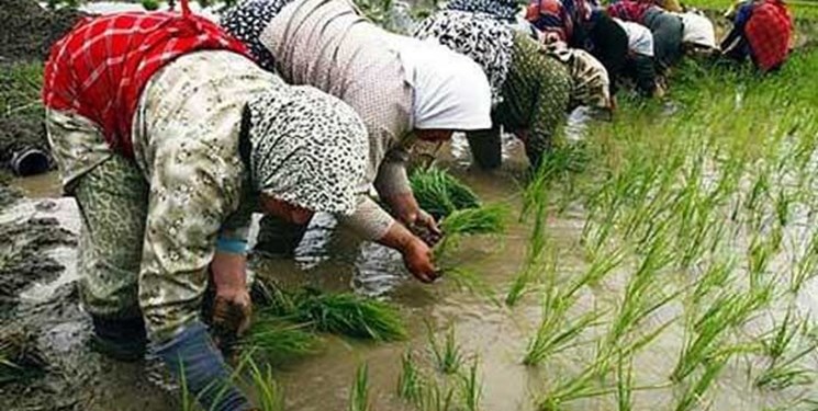 افزایش سطح زیرکشت برنج با بارندگی اخیر/بارش هنوز تنش آبی را جبران نکرد