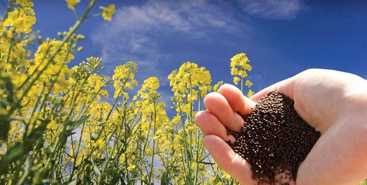 خرید بیش از 3 هزار تن کلزا در مازندران