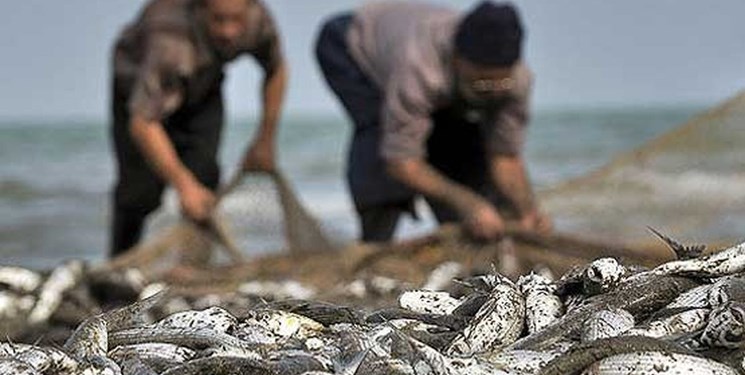 آغاز رهاسازی ماهیان استخوانی در گیلان