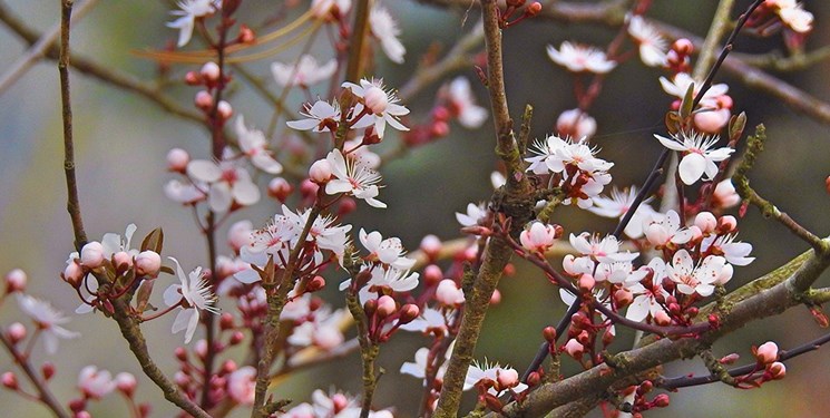 آخرین ماه بهار تابستانی می‌شود