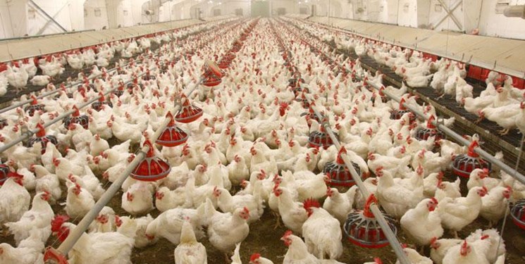 احیای مرغ لاین آرین با 400 میلیارد تومان اعتبار در بابل‌کنار