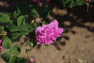 برداشت گل محمدی در