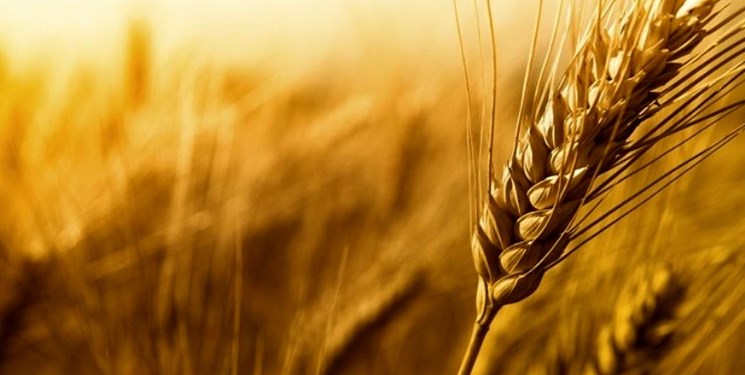 خرید تضمینی گندم در مازندران آغاز شد
