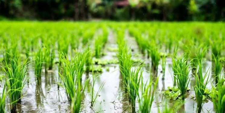 سایه تنش آبی بر سر 18 هزار هکتار از شالیزارهای مازندران