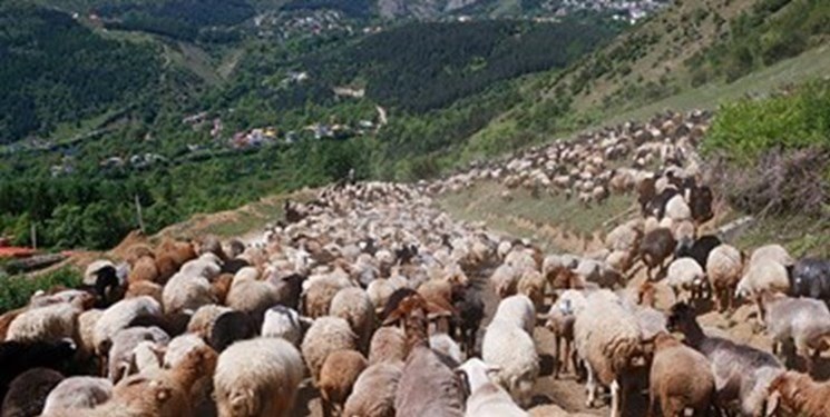 ممنوعیت جابه‌جایی احشام تا 21 خرداد در محور کندوان