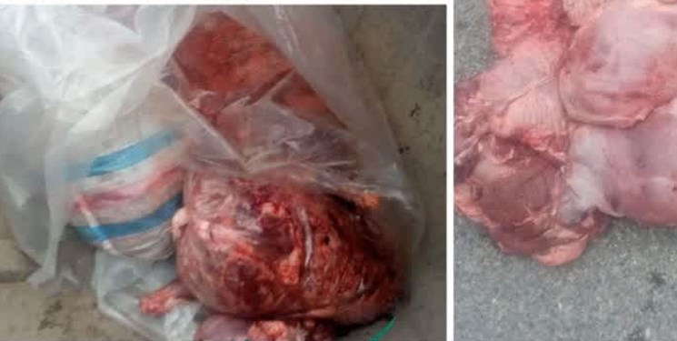 کشف و ضبط لاشه 9 راس خوک وحشی در آمل