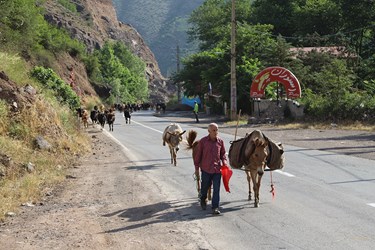 کوچ دام به مراتع ییلاقی در خلوت کندوان