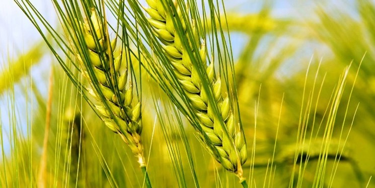 چهار هزارمیلیارد  ریال  از مطالبات گندم کاران گلستانی پرداخت شد