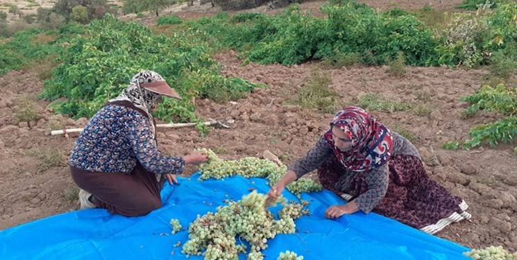 فعالیت 3700 صندوق توسعه کسب و کار زنان روستایی در کشور